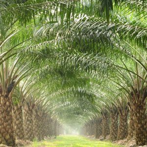 palm-oil-plantation-rows-full-width-shutterstock