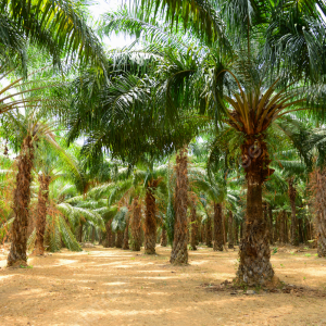 pngtree-palm-oil-plantation-palm-oil-green-krabi-province-photo-picture-image_6613317